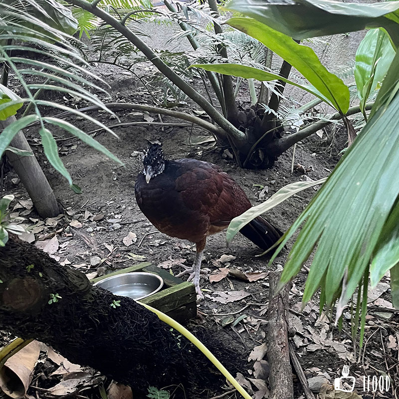 å°åŒ—å¸‚ç«‹å‹•ç‰©åœ’