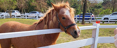 çä»èåï¼ç¾åè¥¿é¨éæé¢¨ï¼ååªç§å ´å¤§èå