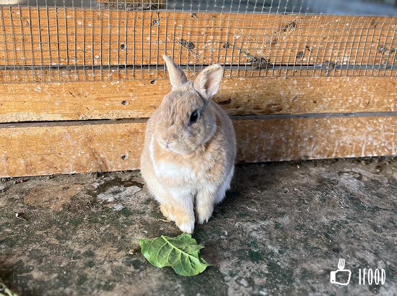 æ­£å¯¦è¦ªå­è¾²å ´