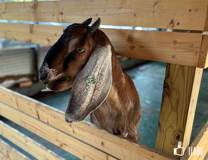 æ­£å¯¦è¦ªå­è¾²å ´