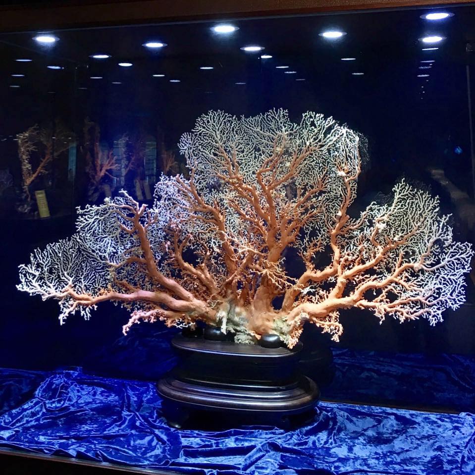 å®è­ç¶ºéºè§ååå