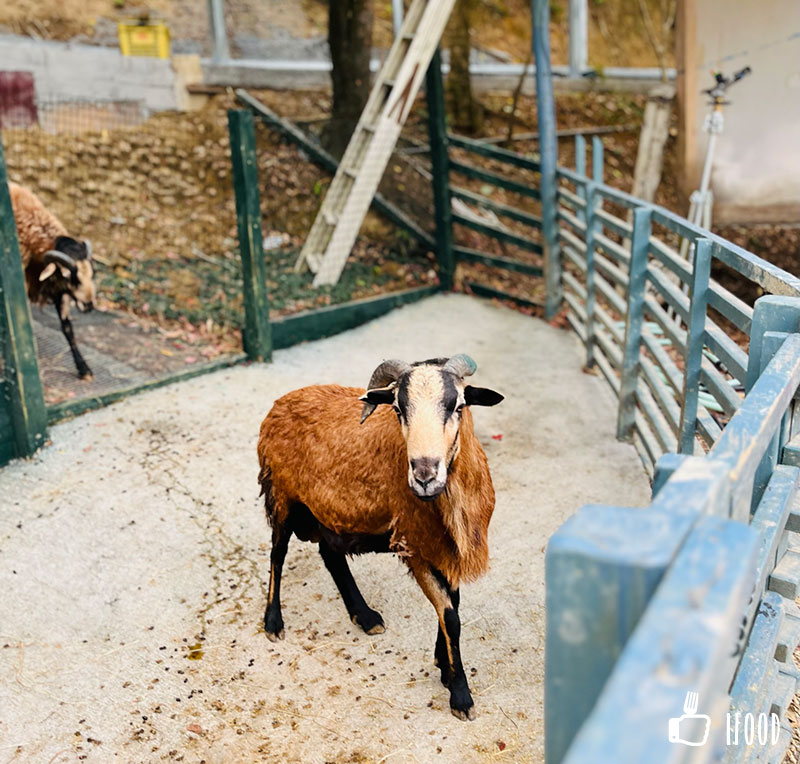 ç¶ ä¸ççæè¾²å ´-é»èç¶¿ç¾