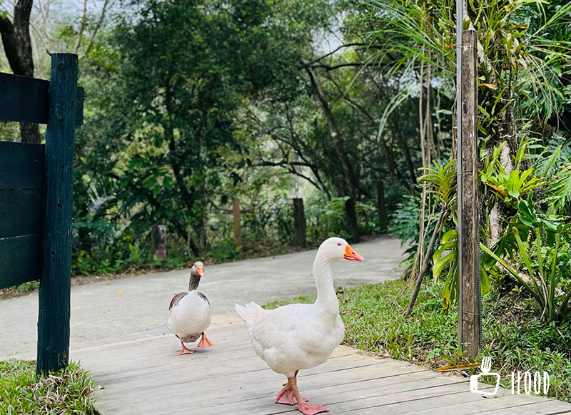 ç¶ ä¸ç-å¤§ç½éµ