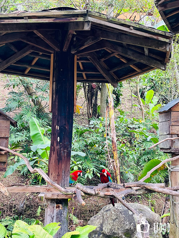 ç¶ ä¸ç-éåé¸éµ¡å³¶