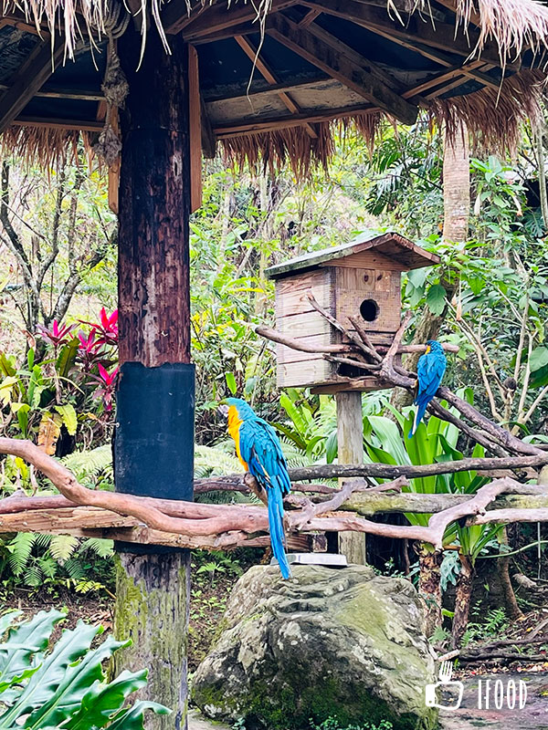 ç¶ ä¸ç-éåé¸éµ¡å³¶