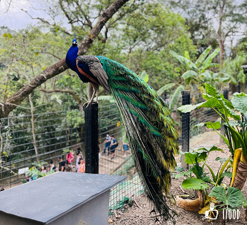 ç¶ ä¸ççæè¾²å ´-å­é