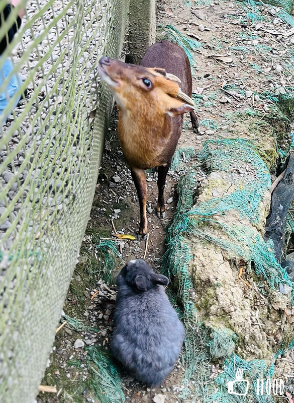 ç¶ ä¸ççæè¾²å ´-å±±ç¾