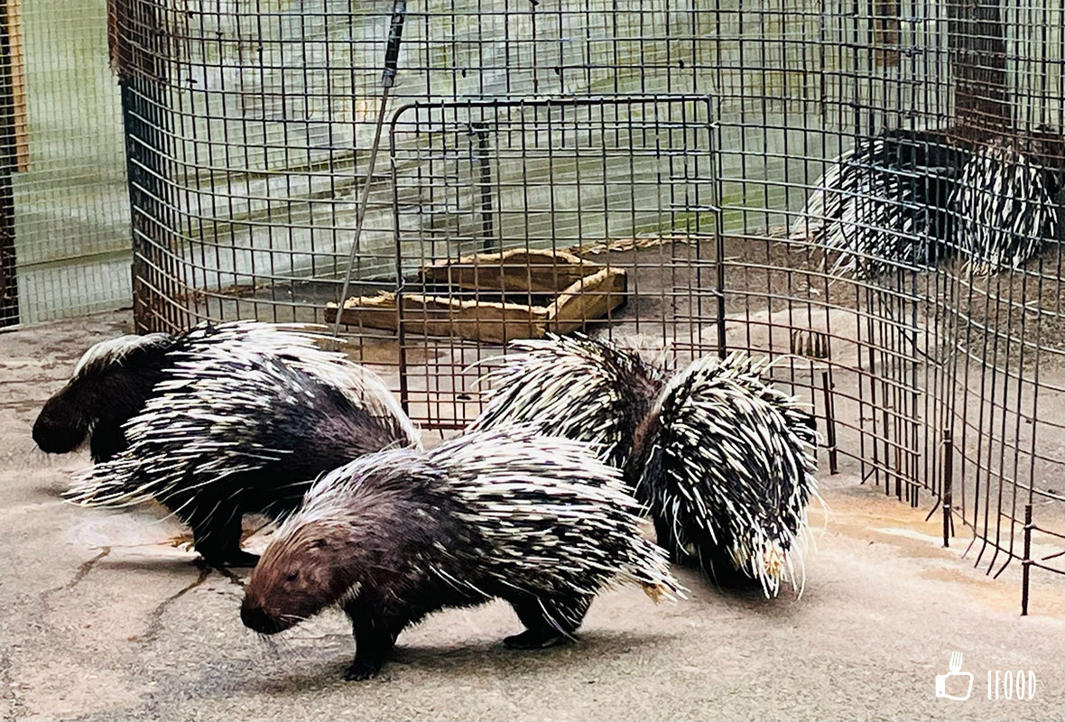 ç¶ ä¸ççæè¾²å ´-è±ªè±¬