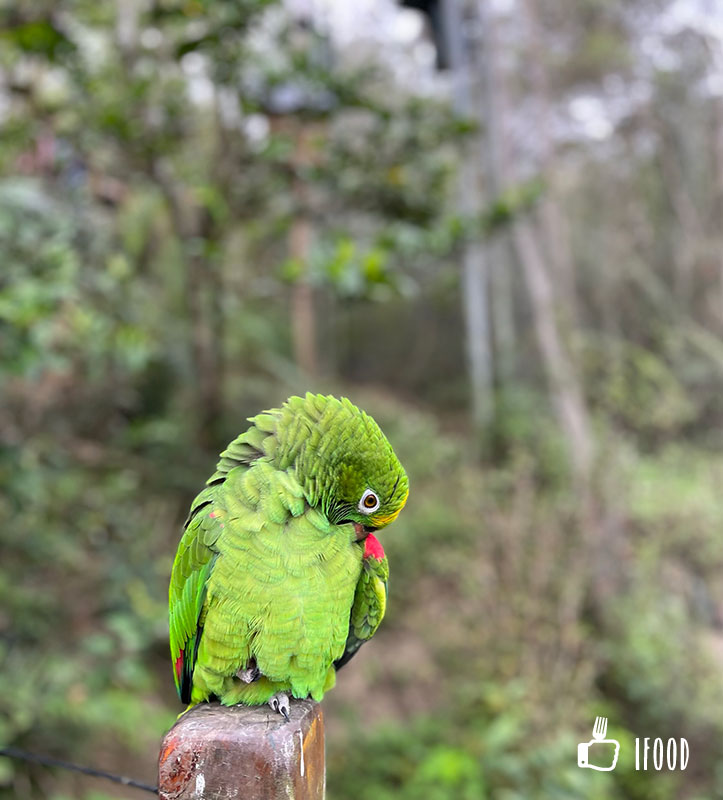 ç¶ ä¸ççæè¾²å ´-é³¥é¡çæå¬å