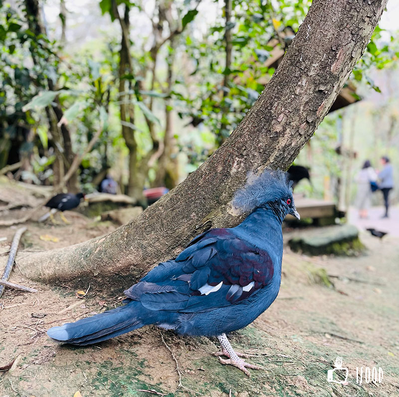 ç¶ ä¸ççæè¾²å ´-é³¥é¡çæå¬å