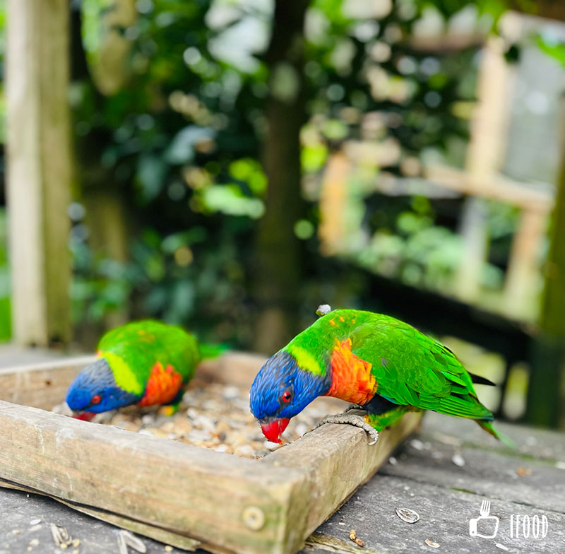 ç¶ ä¸ççæè¾²å ´-é³¥é¡çæå¬å