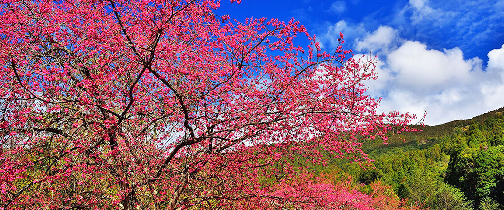 å°ç£è³æ«»å¥½å»èï¼æä½³è§è³æ«»è±æ¯é»æ¨è¦
