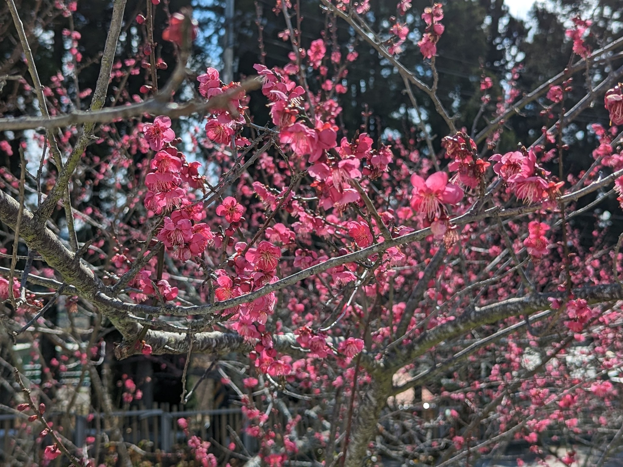 sakura10