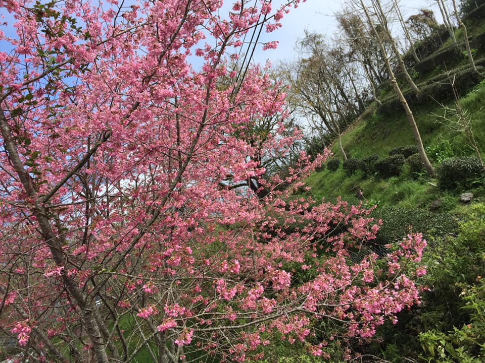 sakura11