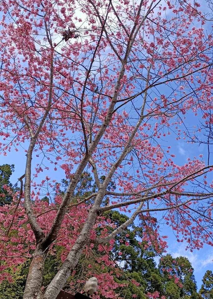sakura12