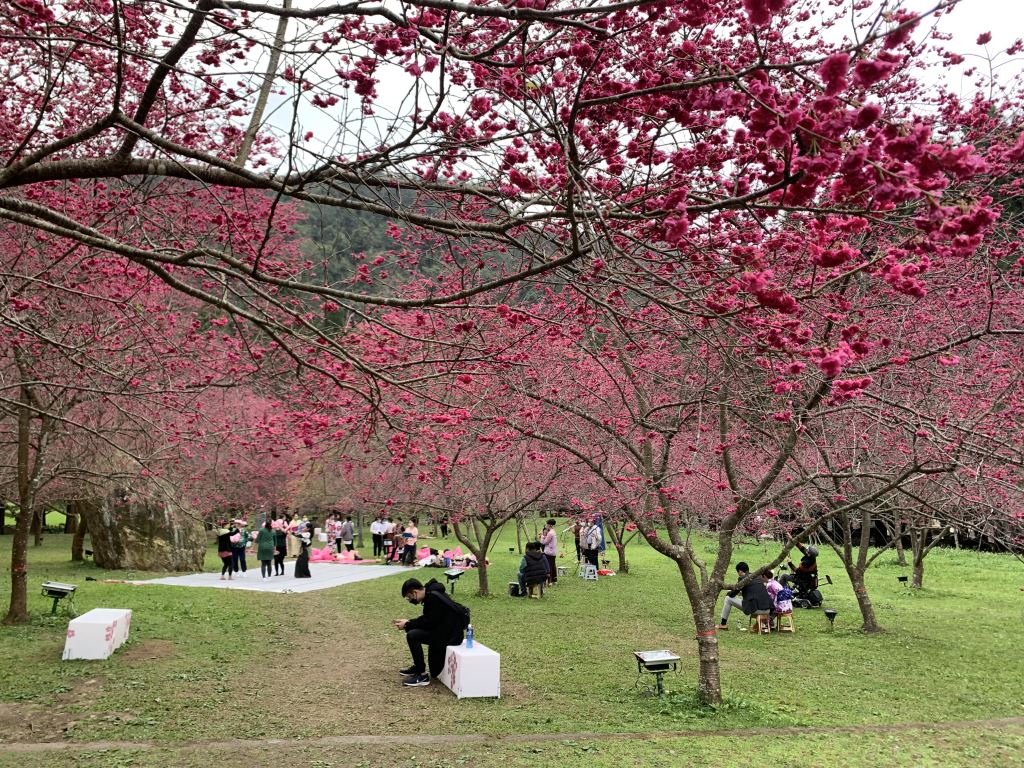 sakura13