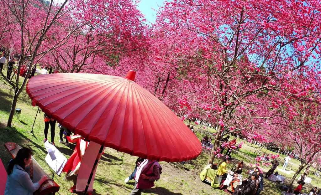 sakura14