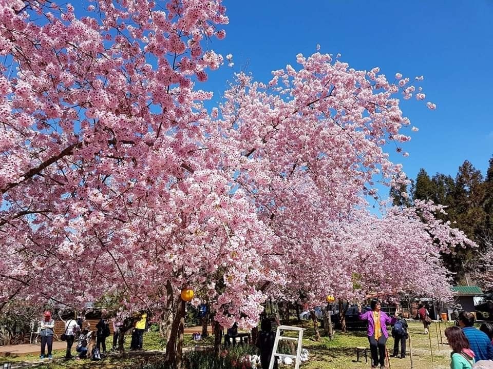 sakura17