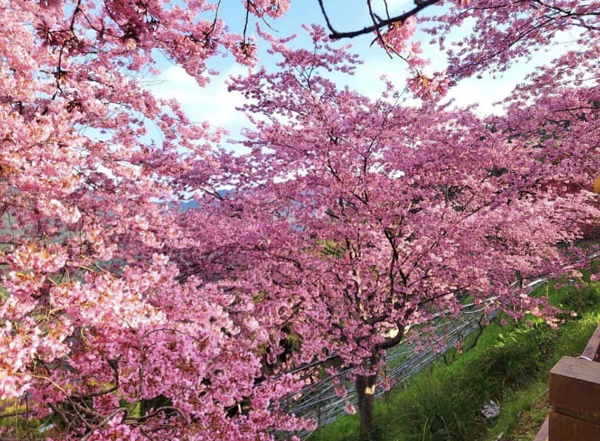sakura18