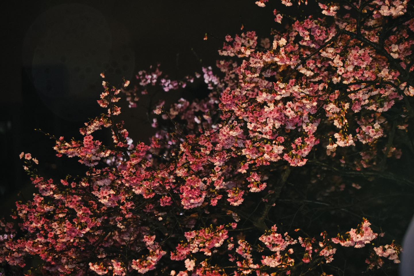 sakura3