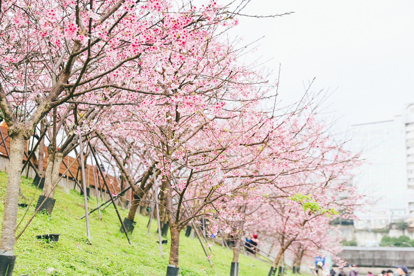 sakura4