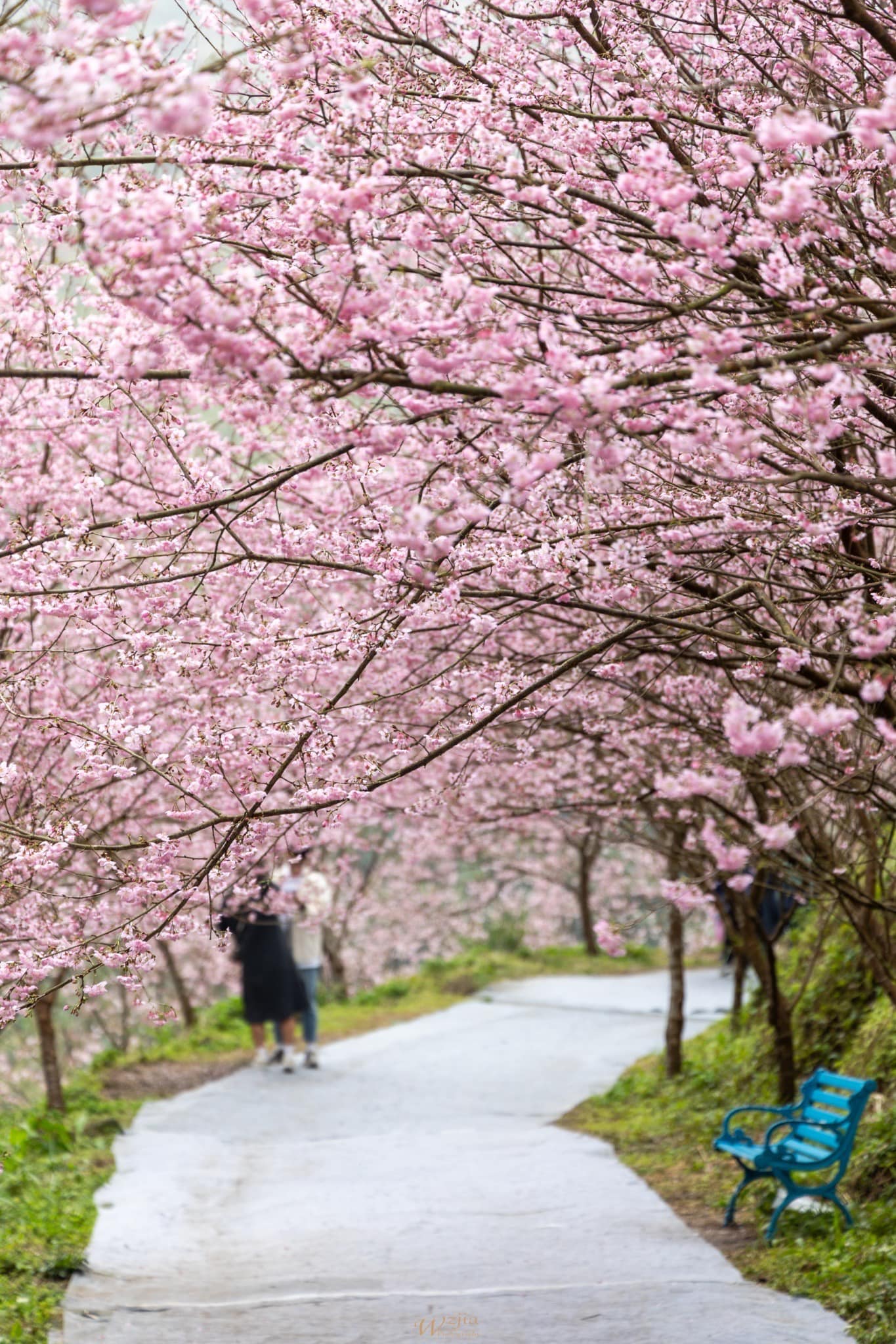 sakura5