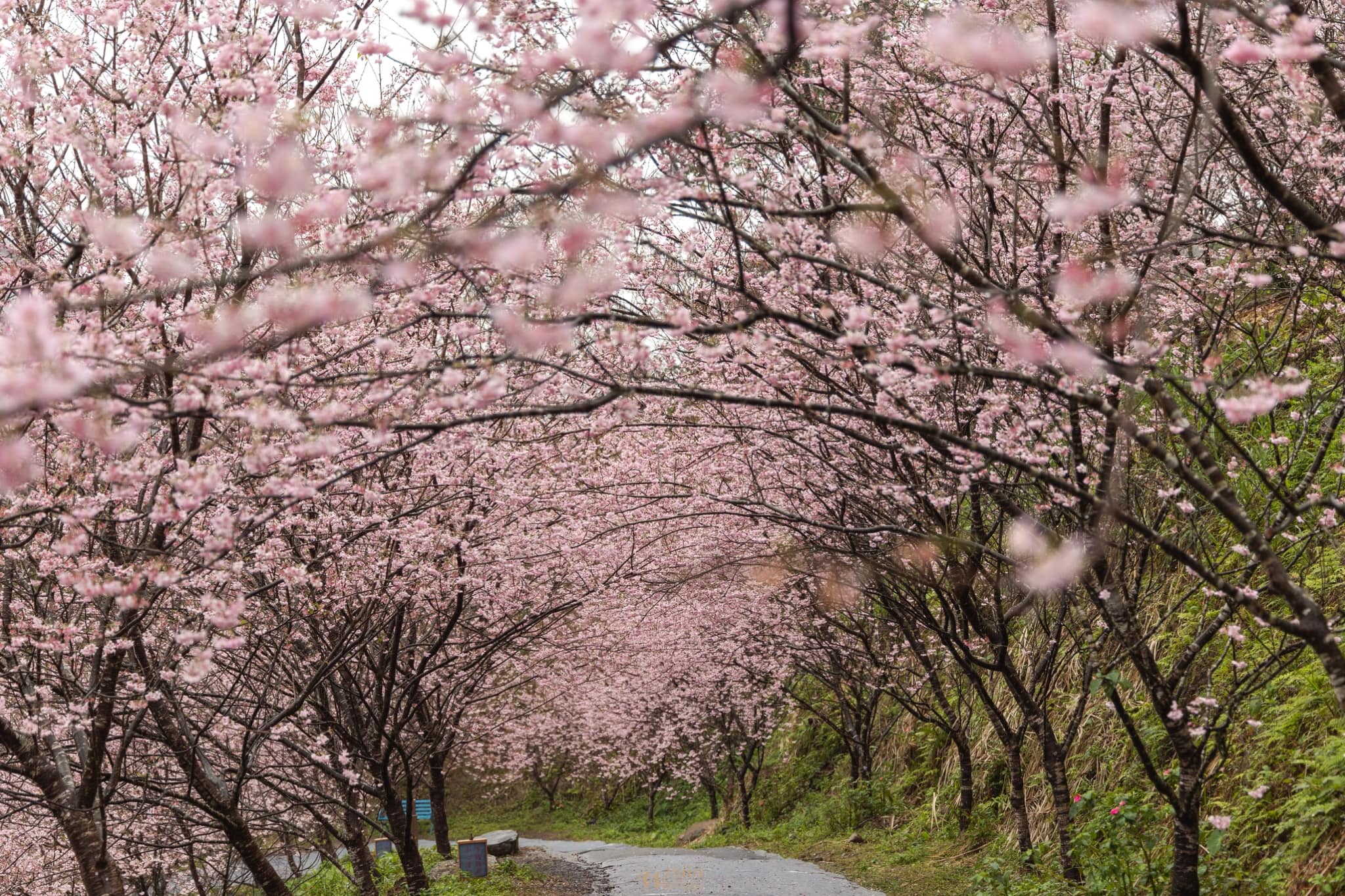 sakura6
