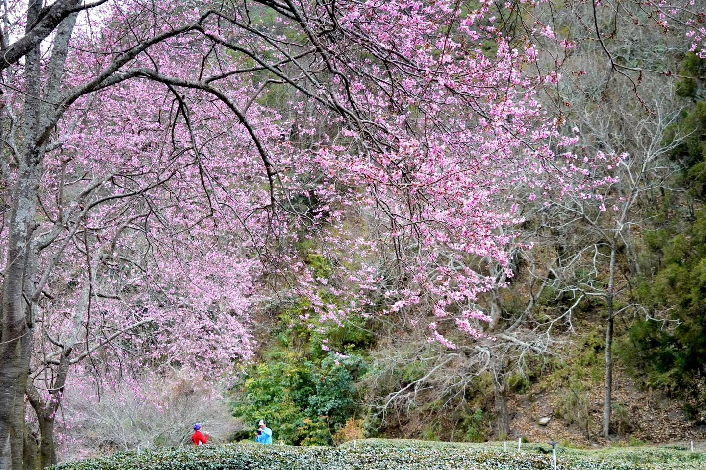 sakura7