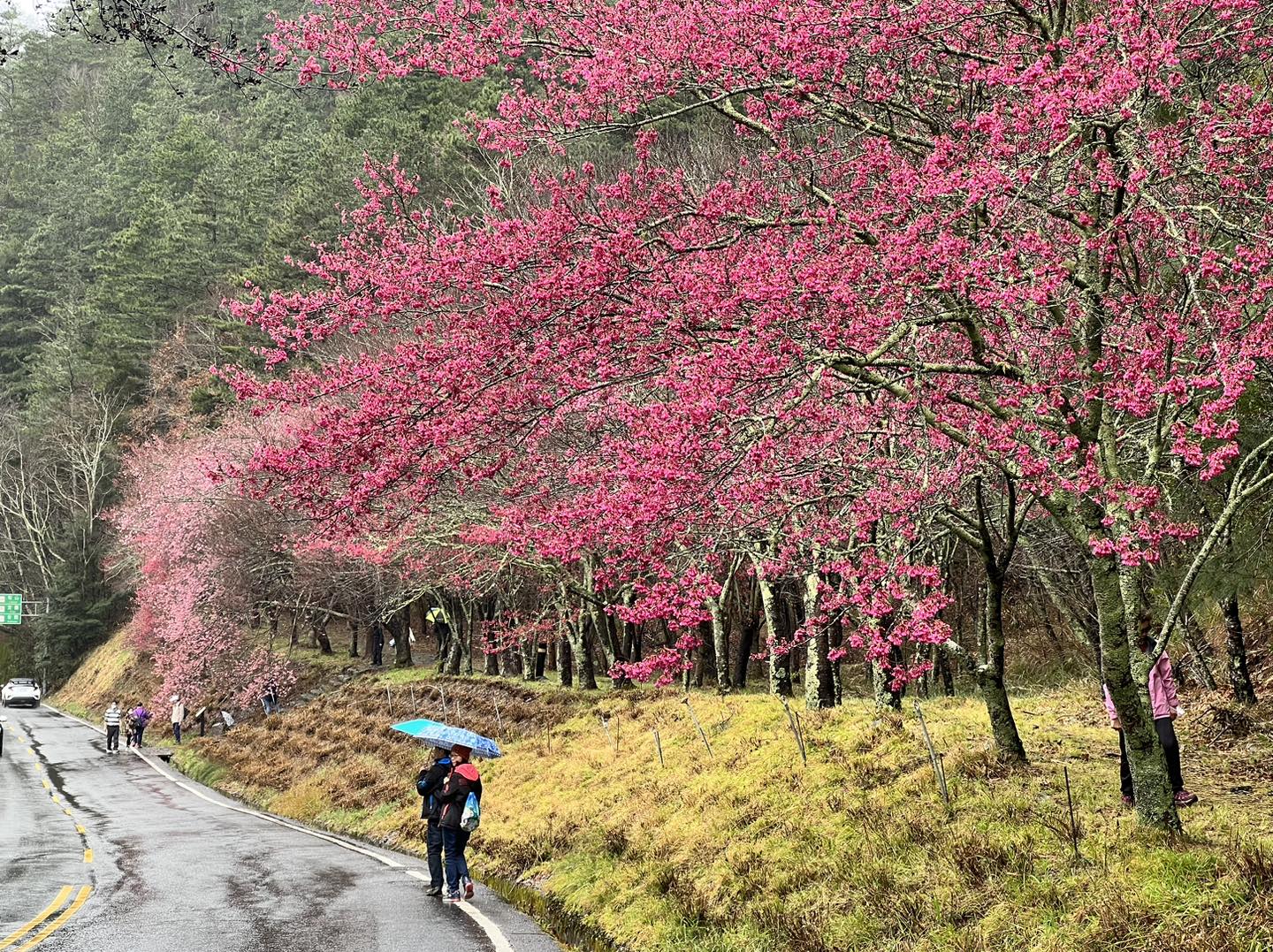 sakura8