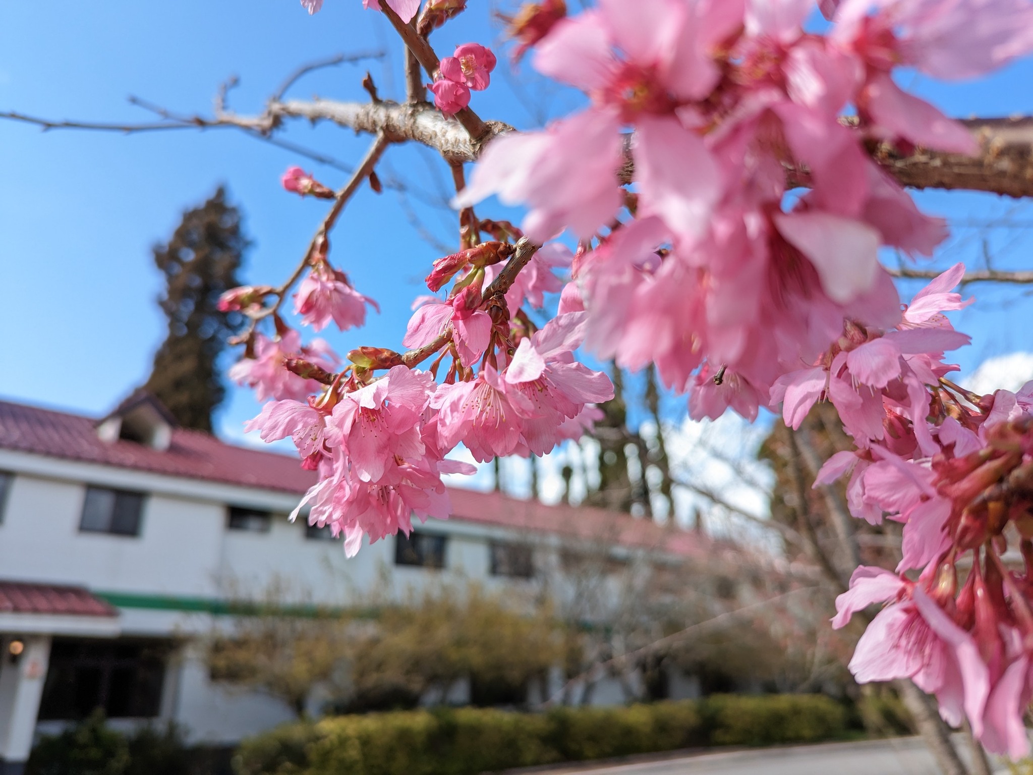 sakura9