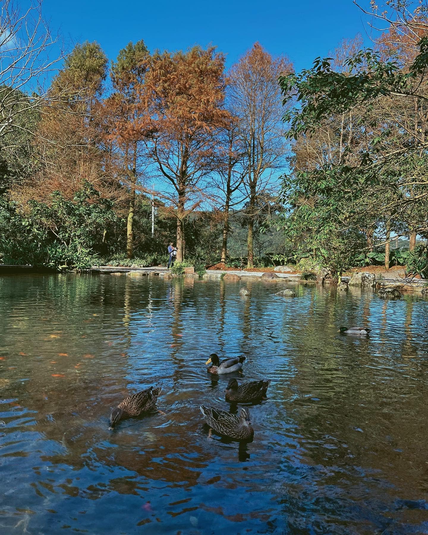 ç´«æ£®æ-ä¸å¯ä¼éè¾²å ´