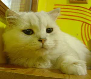 æ©åå¼åè²åªé¤å»³